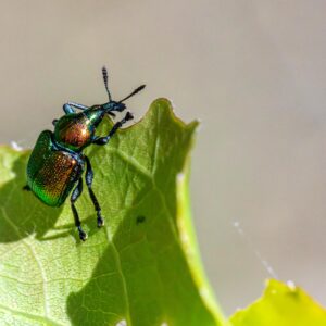 pest control banner