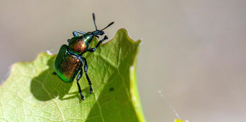 pest control banner