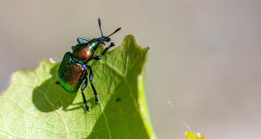 pest control banner