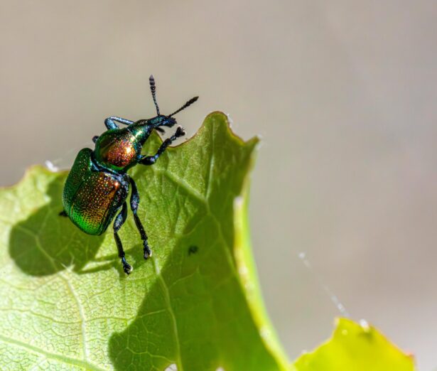 pest control banner